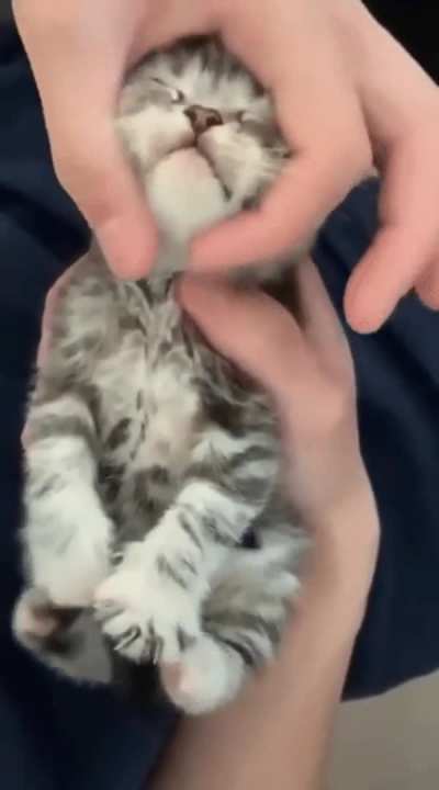 This cats adorable twitching feet when he gets head rubs. He's in the pleasure zone!