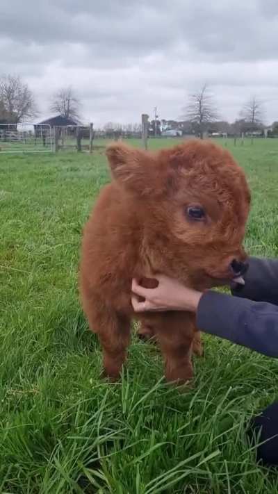 Scritches and blups
