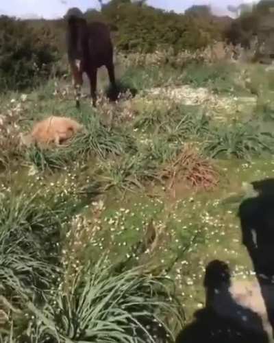 Фигушки, я плотоядная