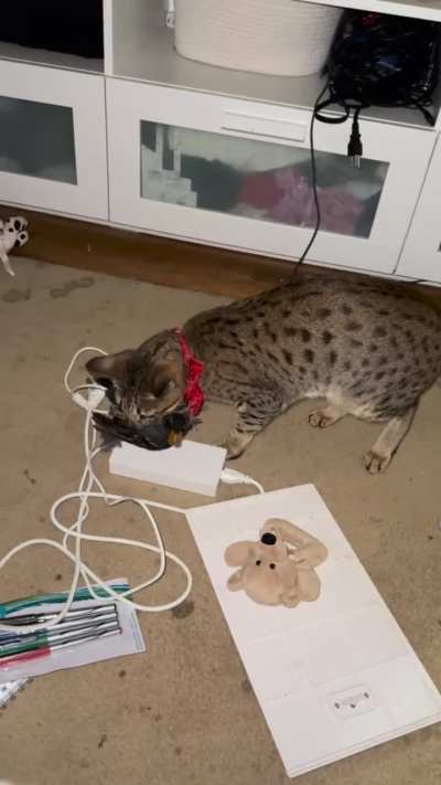 My friend's roommate's cat brought a guest home