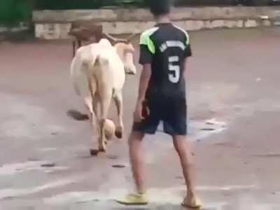 The cow wins