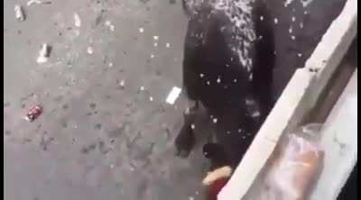 Mess with the bull, get the horns