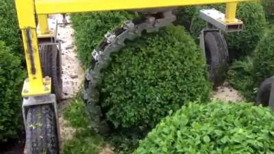 Not your average hedge trimmer