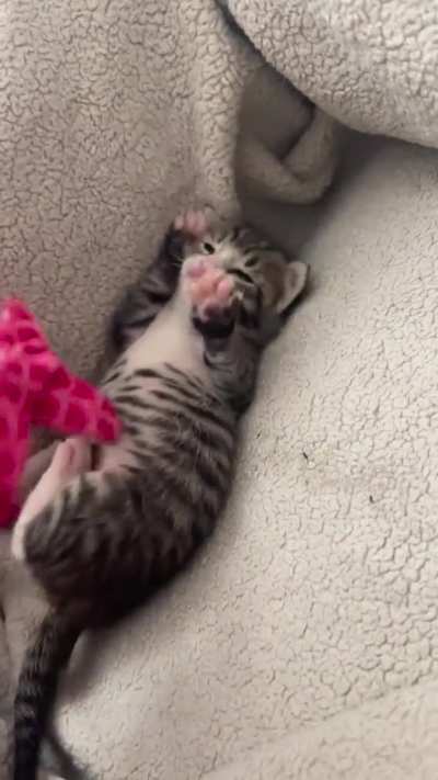 Understands food time, doesn&rsquo;t quite get play time