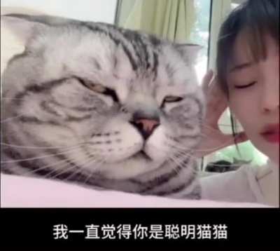 When you have a talkative human