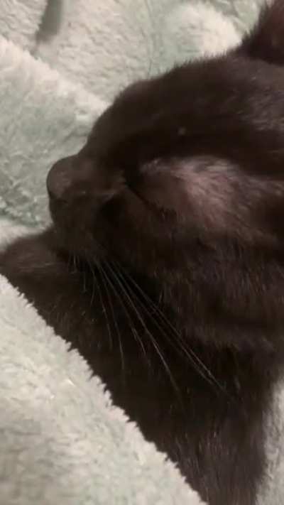 Purring baby is tucked in 🥰