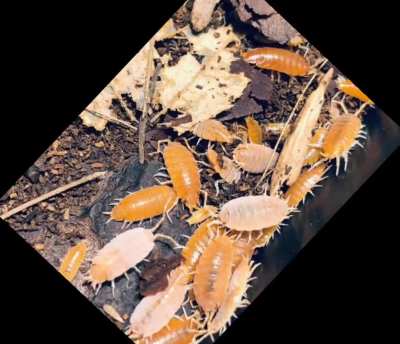 Isopod Edit