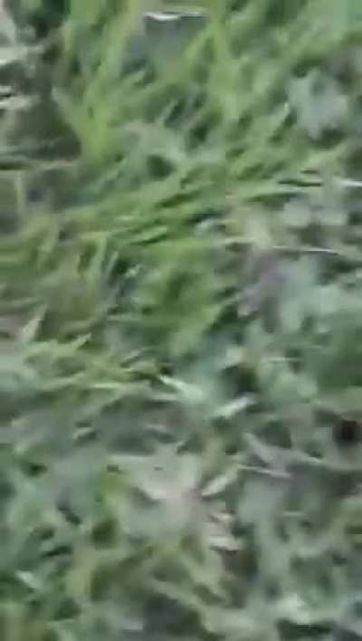 MACACO MOORREU