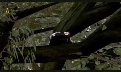 The wild nature of cars is amazing