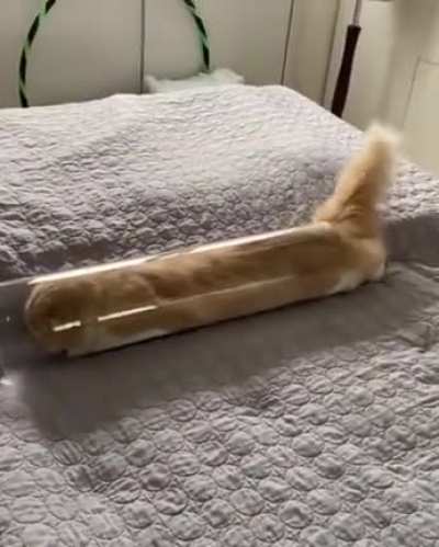 Almost like a spaghetti