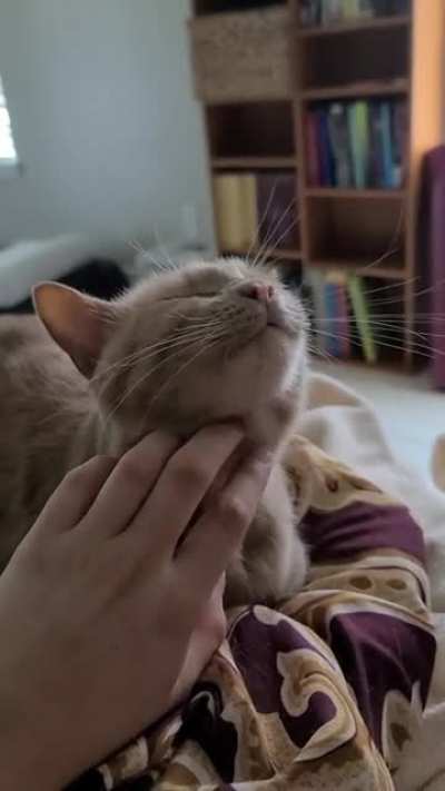 Not quite yelling, but more aggressive purring