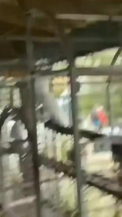 hi
