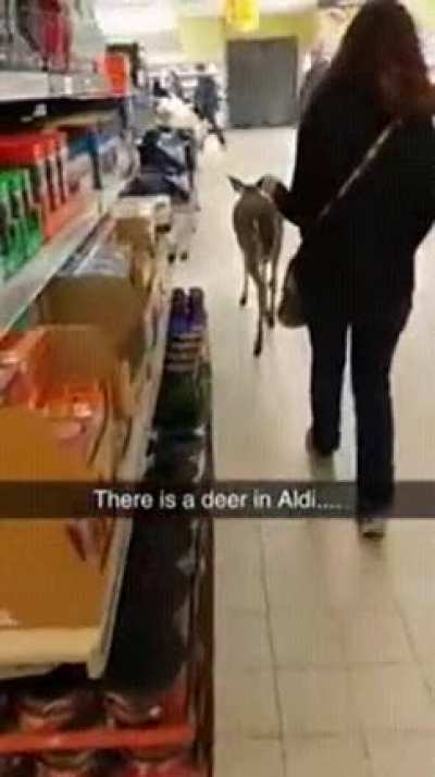 deer rule