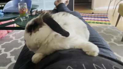 My 10 year old bun waking from one of his old man naps