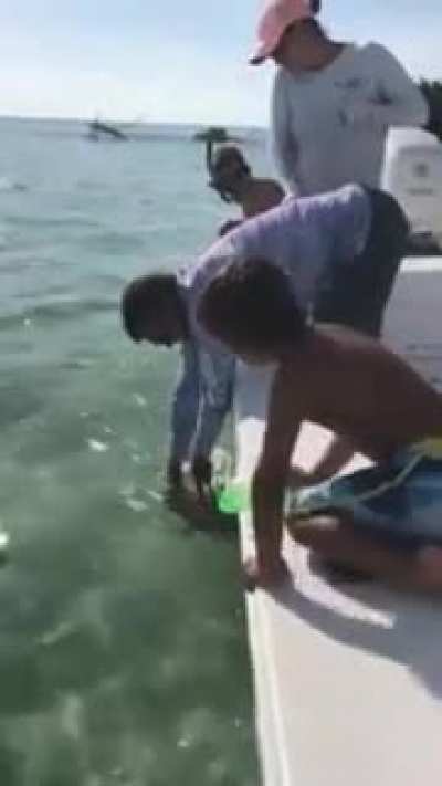 to pet a baby shark