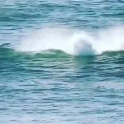 Just trying to paddle surf, but the dolphin mafia arrive