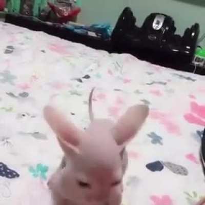 Gato Calvo