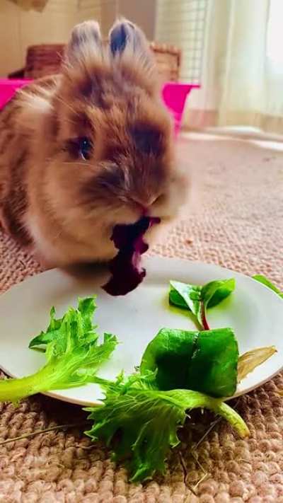 Tea time with Luna, she&rsquo;s so loud!
