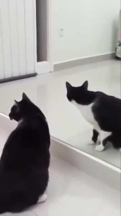 Cat's existential crisis