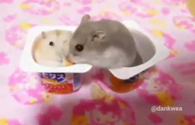 Vicious hamster slap