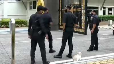 Police can't stop petting cat.