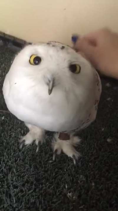 Snowy headpats at Whispering Willow Wild Care (Reuploaded w/ sound)