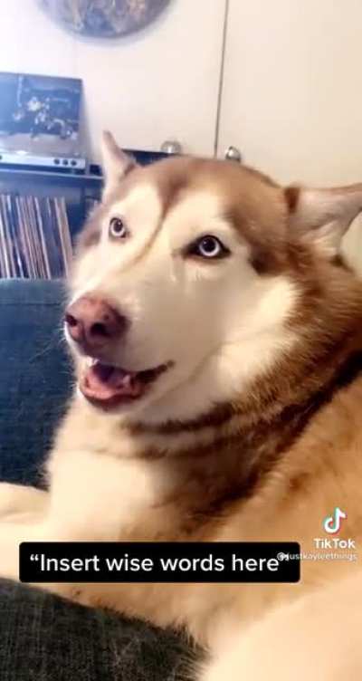 My spirit animal