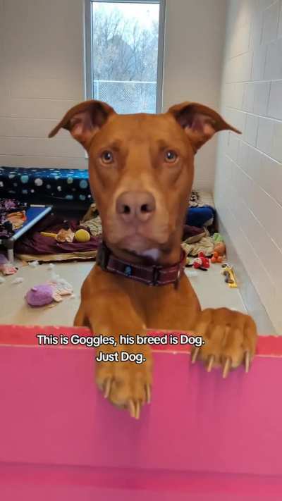 "What dog breeds do you have at your shelter?"