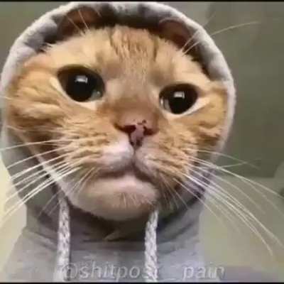 Gatos.........GATOS