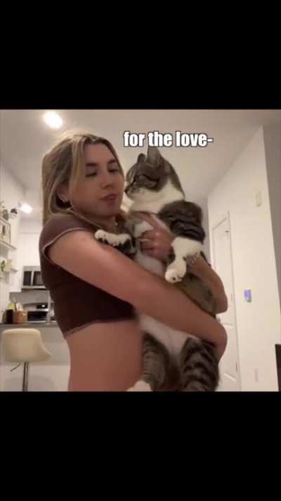 Gato these paws