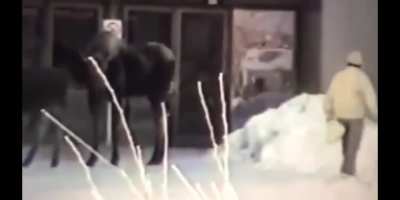 D or V if a moose does the salsa on your ribcage?