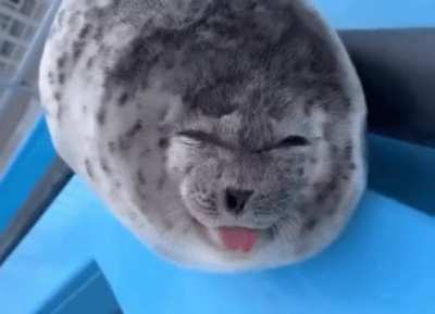 what seal is this?