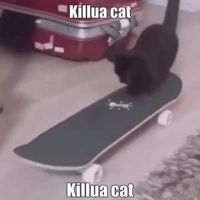 Cat do have mad skills doe