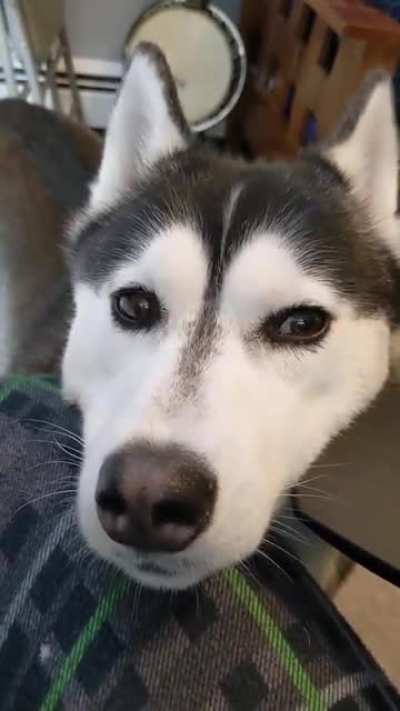 Huskies