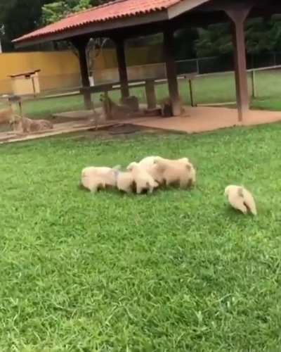 Pack attack.