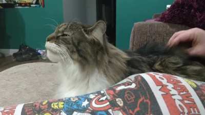 My friend's cat gets licky when he's getting his butt scratched