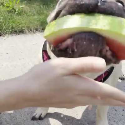 It&rsquo;s Georgia&rsquo;s 7th birthday today so we got her a watermelon 😂