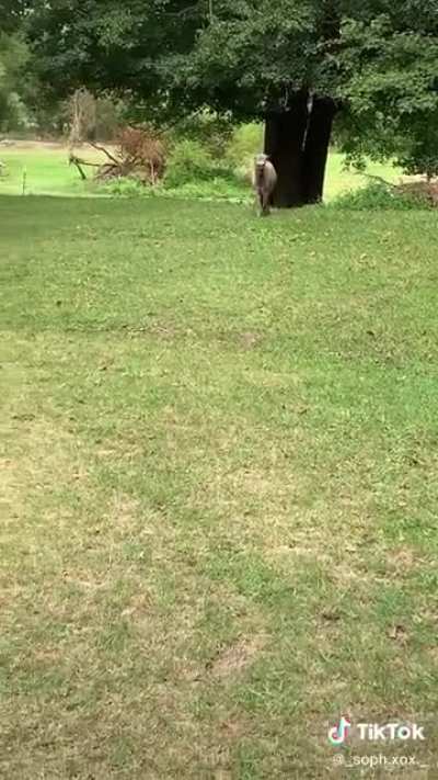 Saw this and immediately thought of this sub. Caption said she hadn&rsquo;t seen him in a week!