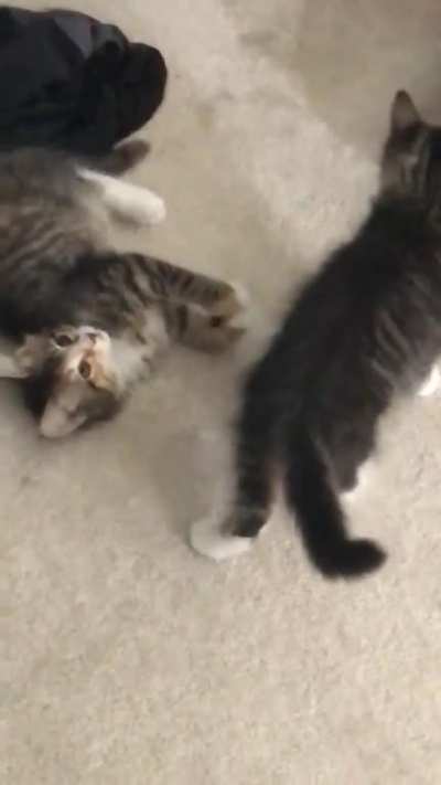 I got these two losers about a week ago. It&rsquo;s been non stop wrestling matches. I might host a WWE match in my bedroom if this gets enough attention