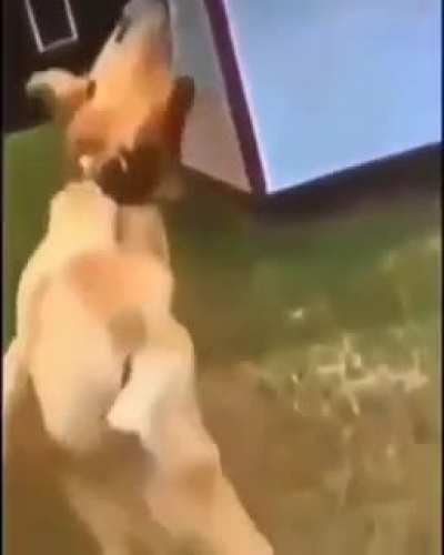 OOF