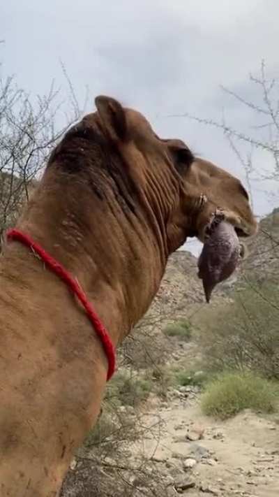 When a male camel is ready to mate, this happens..