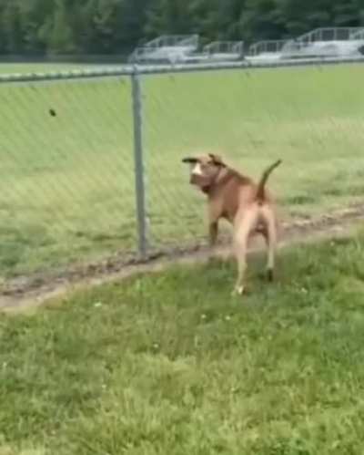 Kajjajaa perro estúpido