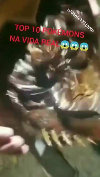 Quem e esse pok&eacute;mon?( Aviso v&iacute;deo um pouco nojento tu vai sentir uma certa agonia ent&atilde;o cuidado)