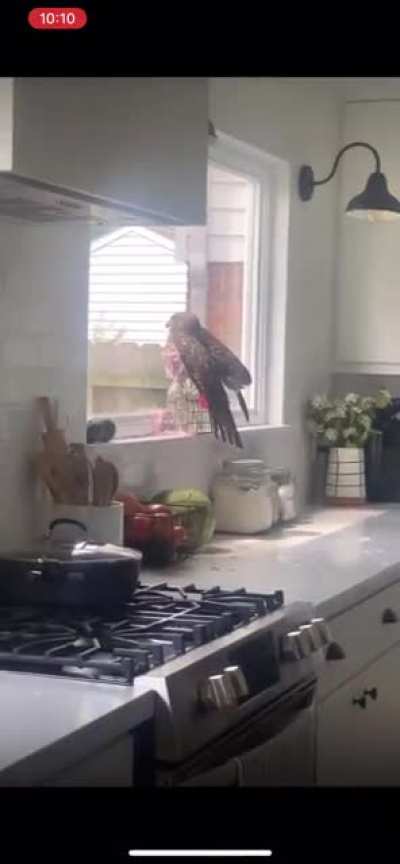 A visitor in the kitchen