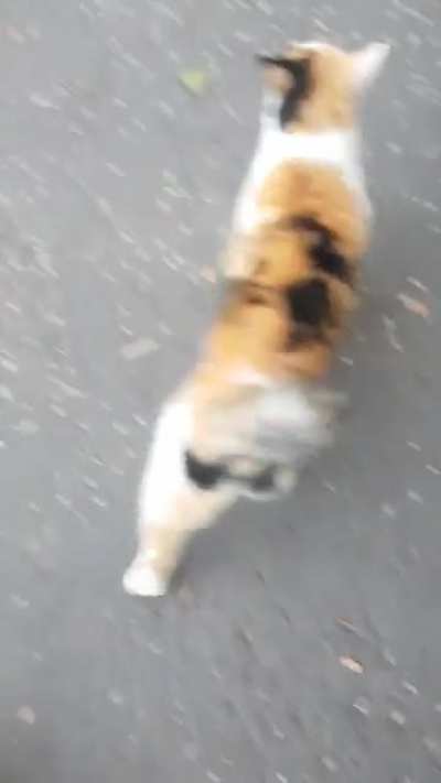 Neighbourhood cat won&rsquo;t let us pass unless we pay in pets