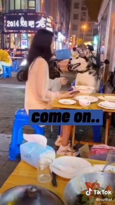 This doggo