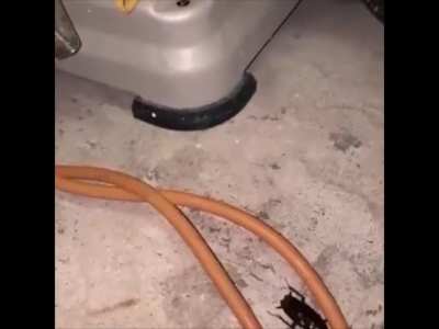 cockroach