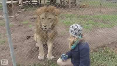 Roar