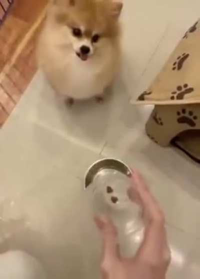 Informa&ccedil;&atilde;o: Cachorros n&atilde;o gostam de dieta MonkaW