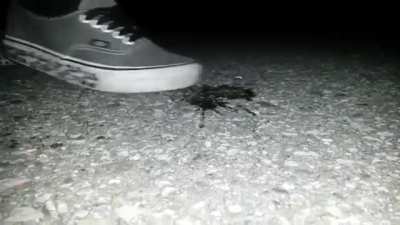 Vans Snail fast stomp